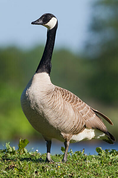 Canada goose hotsell branta canadensis amazon